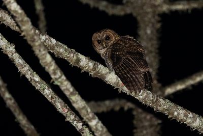 RUSTY-BARRED OWL - Strix hylophila - BRAZILIAANSE BOSUIL