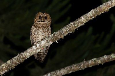 RUSTY-BARRED OWL - Strix hylophila - BRAZILIAANSE BOSUIL