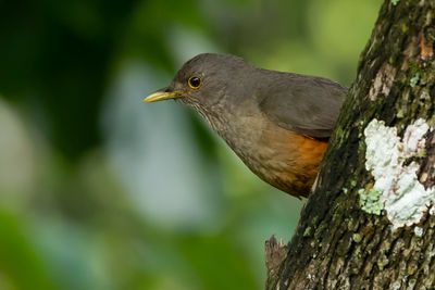 RED-BELLIED THRUSH - Turdus plumbeus - ROODBUIKLIJSTER