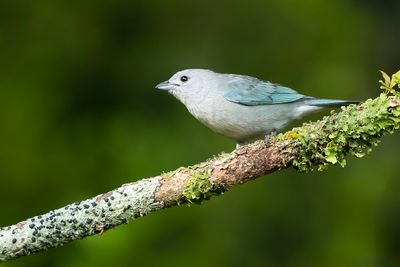 SAYACA TANAGER - Thraupis sayaca - SAYACATANGARE