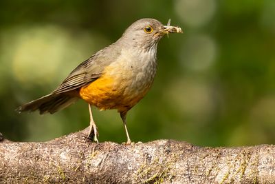 RED-BELLIED THRUSH - Turdus plumbeus - ROODBUIKLIJSTER