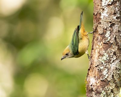 BURNISHED-BUFF TANAGER - Stilpnia cayana - SABELTANGARE