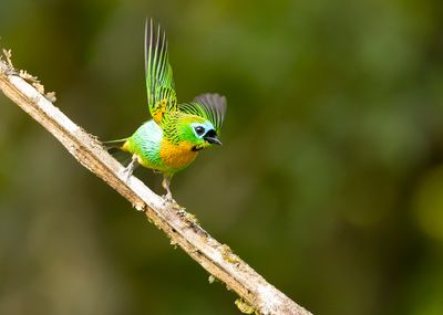 BRASSY-BREASTED TANAGER - Tangara desmaresti - ORANJEBORSTTANGARE