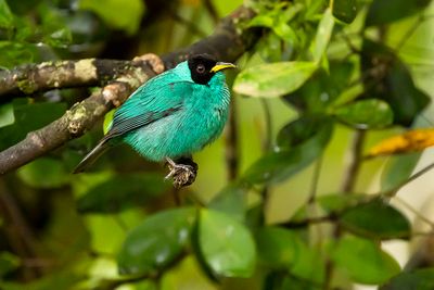 GREEN HONEYCREEPER - Chlorophanes spiza - GROENE SUIKERVOGEL