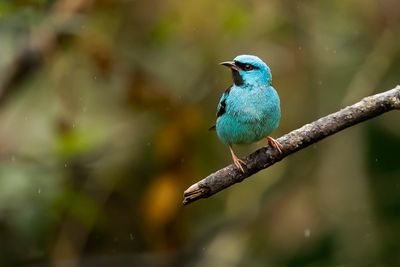 BLUE DACNIS - Dacnis cayana - BLAUWE PITPIT