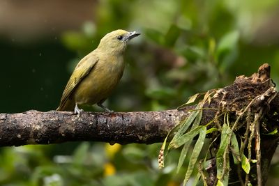 PALM TANAGER - Thraupis palmarum - PALMTANGARE