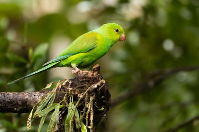 PLAIN PARAKEET - Brotogeris tirica - TIRICAPARKIET