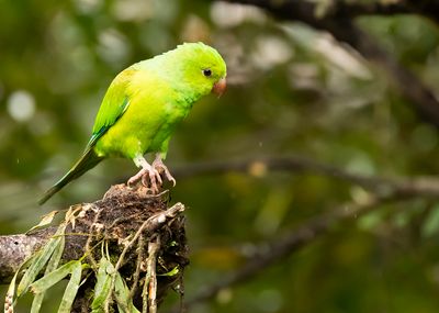 PLAIN PARAKEET - Brotogeris tirica - TIRICAPARKIET