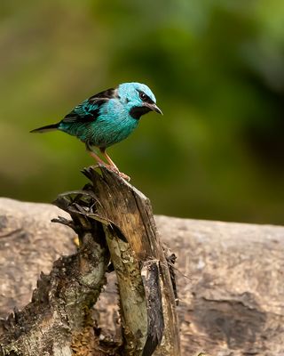 BLUE DACNIS - Dacnis cayana - BLAUWE PITPIT