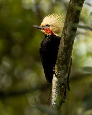 BLOND-CRESTED WOODPECKER - Celeus flavescens - BLONDKUIFSPECHT