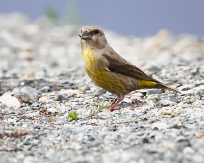 RED CROSSBILL - Loxia curvirostra - KRUISBEK - BEC-CROISÉ DES SAPINS