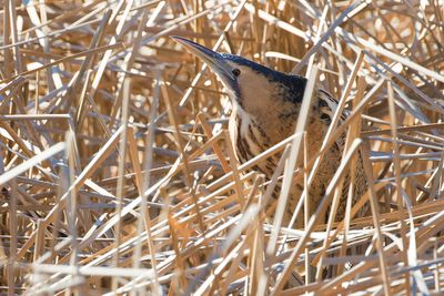 EURASIAN BITTERN - Botaurus stellaris - ROERDOMP - BUTOR ÉTOILÉ