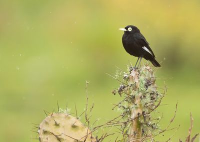 SPECTACLED TYRANT - Hymenops perspicillatus - BRILTIRAN