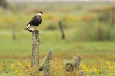 CRESTED CARACARA - Caracara plancus - NOORDELIJKE KUIFCARACARA
