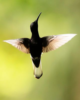BLACK JACOBIN - Florisuga fusca - ROUWKOLIBRIE