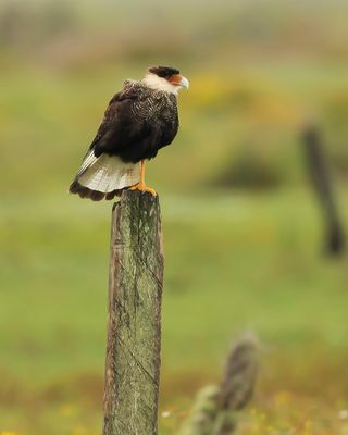 CRESTED CARACARA - Caracara plancus - NOORDELIJKE KUIFCARACARA