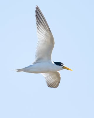 YELLOW-BILLED TERN - Sternula superciliaris - AMAZONESTERN