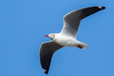 GRAY-HEADED GULL - Chroicocephalus cirrocephalus - GRIJSKOPMEEUW