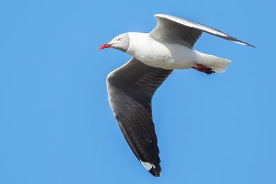 GRAY-HEADED GULL - Chroicocephalus cirrocephalus - GRIJSKOPMEEUW