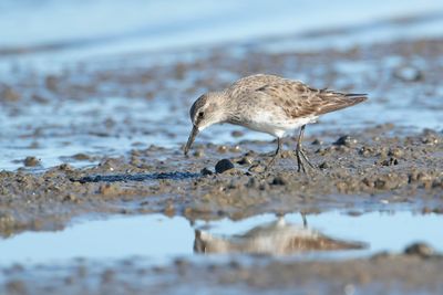 WHITE-RUMPED SANDPIPER - Calidris fuscicollis - BONAPARTES STRANDLOPER
