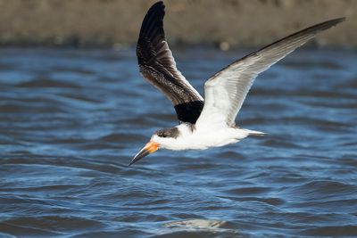 BLACK SKIMMER - Rynchops niger - AMERIKAANSE SCHAARBEK