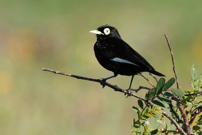 SPECTACLED TYRANT - Hymenops perspicillatus  -BRILTIRAN