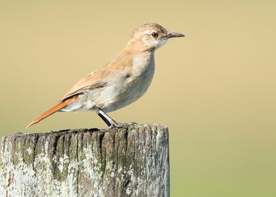 RUFOUS HORNERO - Furnarius rufus - ROSSE OVENVOGEL