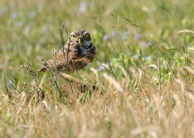 BURROWING OWL - Athene cunicularia - HOLENUIL