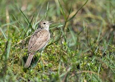 CORRENDERA PIPIT - Anthus correndera - CORRENDERAPIEPER