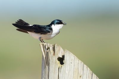 WHITE-RUMPED SWALLOW - Tachycineta leucorrhoa - WITSTUITZWALUW