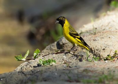 HOODED SISKIN - Spinus magellanicus - KAPSIJS