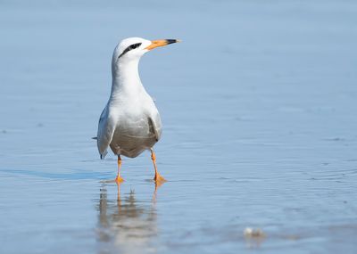 SNOWY-CROWNED TERN - Sterna trudeaui - TRUDAEUS STERN