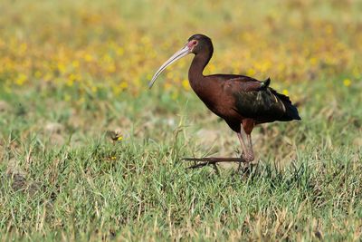 WHITE-FACED IBIS - Plegadis chihi - WITMASKERIBIS