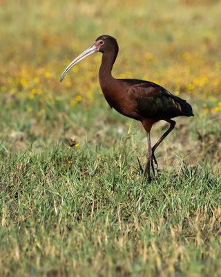 WHITE-FACED IBIS - Plegadis chihi - WITMASKERIBIS