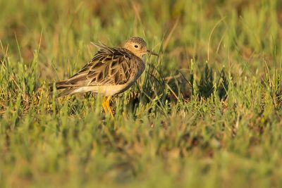 BUFF-BREASTED SANDPIPER - Tryngites rufescens - BLONDE RUITER