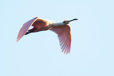 ROSEATE SPOONBILL - Platalea ajaja - RODE LEPELAAR