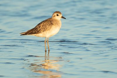 AMERICAN GOLDEN PLOVER - Pluvialis dominica - AMERIKAANSE GOUDPLEVIER