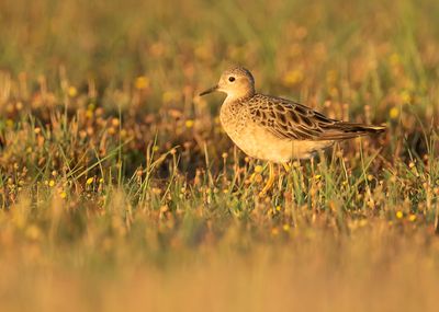 BUFF-BREASTED SANDPIPER - Tryngites rufescens - BLONDE RUITER