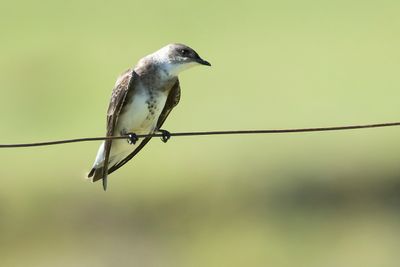 BROWN-CHESTED MARTIN - Progne tapera - BRUINBORSTPURPERZWALUW