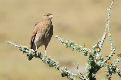 YELLOW -HEADED CARACARA - Daptrius chimachima - GEELKOPCARACARA
