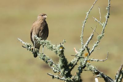 YELLOW -HEADED CARACARA - Daptrius chimachima - GEELKOPCARACARA