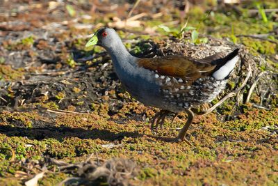 SPOT-FLANKED GALLINULE -  Porphyriops melanops - ZWARTKOPWATERHOEN