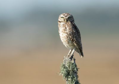 BURROWING OWL - Athene cunicularia - HOLENUIL