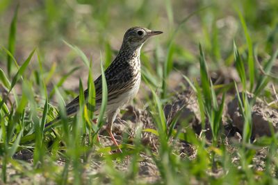 YELLOWISH PIPIT - Anthus lutescens - GELE PIEPER
