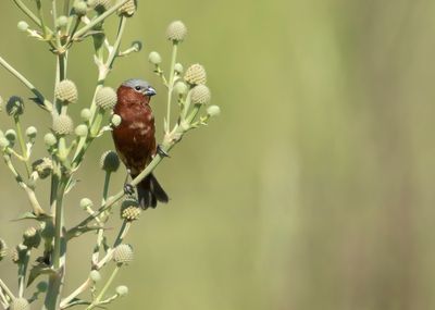CHESTNUT SEEDEATER - Sporophila telasco - KANEELDIKBEKJE