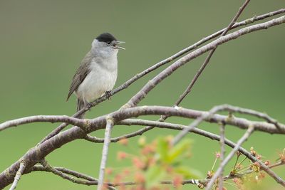 EURASIAN BLACKCAP - Sylvia atricapilla - ZWARTKOP