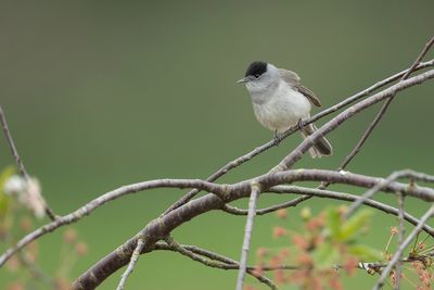 EURASIAN BLACKCAP - Sylvia atricapilla - ZWARTKOP