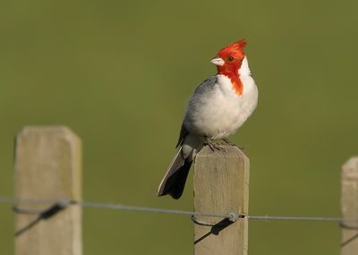 RED-CRESTED CARDINAL - Paroaria coronata - ROODKUIFKARDINAAL