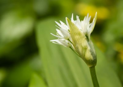 DASLOOK - Allium ursinum - WILD GARLIC