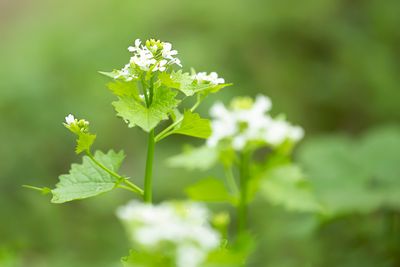 LOOK-ZONDER-LOOK - Alliaria petiolata - GARLIC MUSTARD